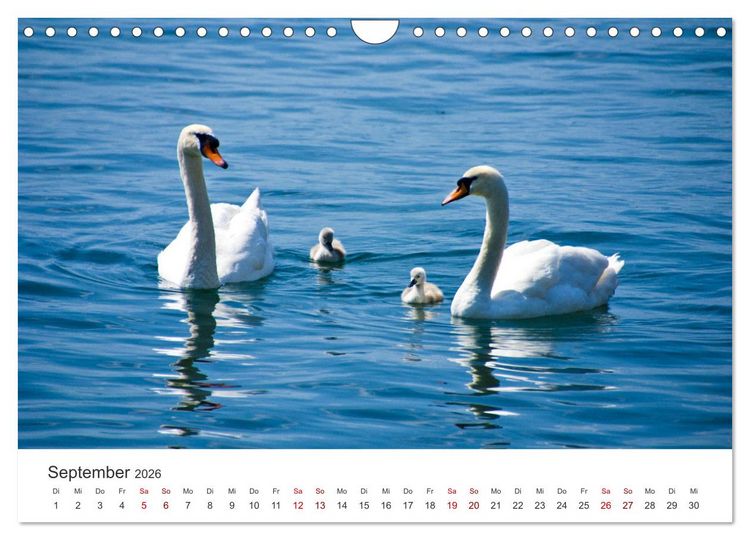 Produktbild: Schw&auml;ne - Prachtvolle Federkleider. (Wandkalender 2026 DIN A4 quer), CALVENDO Monatskalender