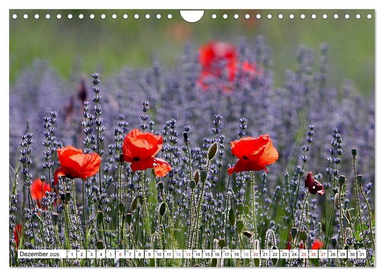 Produktbild: MohnTage (Wandkalender 2026 DIN A4 quer), CALVENDO Monatskalender