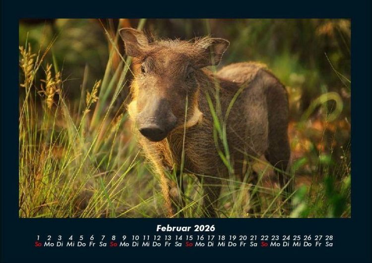 Produktbild: Waldbewohner 2026 Fotokalender DIN A4
