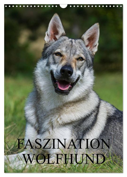 Produktbild: Faszination Wolfhund (Wandkalender 2026 DIN A3 hoch), CALVENDO Monatskalender