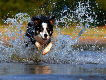 Produktbild: CALVENDO Puzzle Hund tobt im Wasser | 1000 Teile Lege-Gr&ouml;&szlig;e 64x48cm Foto-Puzzle f&uuml;r gl&uuml;ckliche Stunden