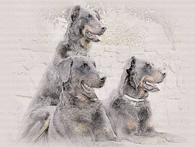 Produktbild: CALVENDO Puzzle Beauceron | 1000 Teile Lege-Gr&ouml;&szlig;e 64x48cm Foto-Puzzle f&uuml;r gl&uuml;ckliche Stunden
