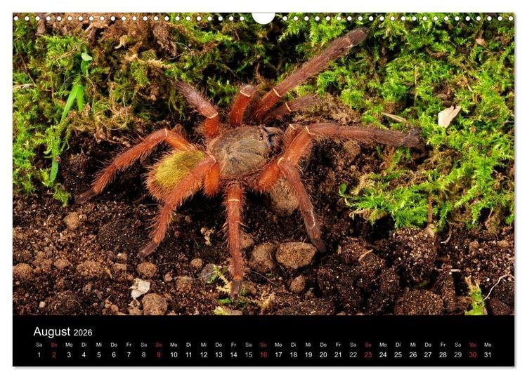 Produktbild: Vogelspinnen - Tarantulas (Wandkalender 2026 DIN A3 quer), CALVENDO Monatskalender