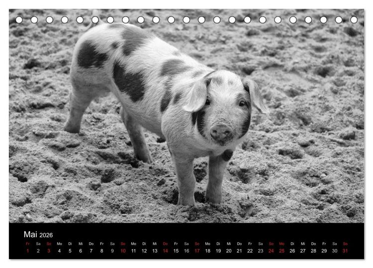 Produktbild: Das Leben der Schweine (Tischkalender 2026 DIN A5 quer), CALVENDO Monatskalender