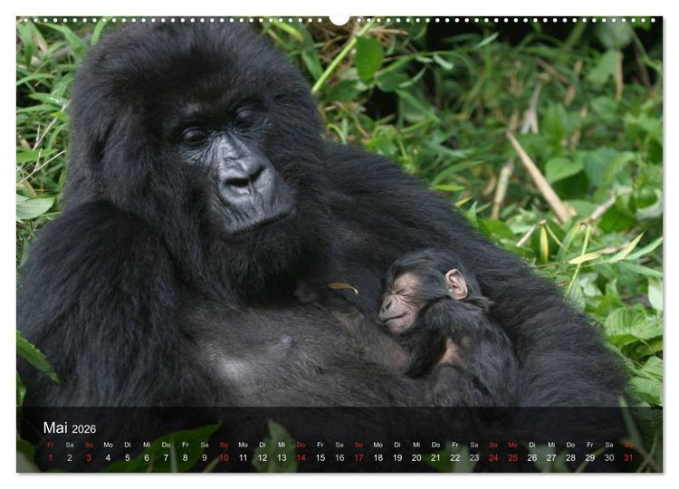 Produktbild: Gorillas. Friedliebende Kraftpakete (hochwertiger Premium Wandkalender 2026 DIN A2 quer), Kunstdruck in Hochglanz