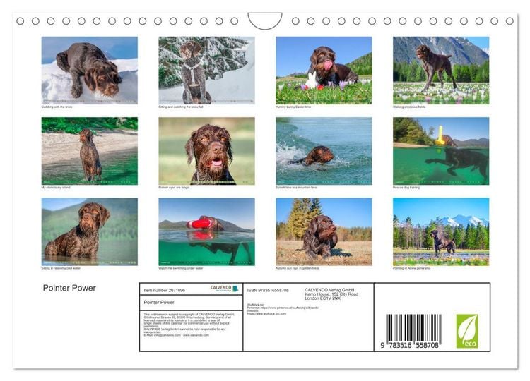 Produktbild: Pointer Power (Wall Calendar 2026 DIN A4 landscape), CALVENDO 12 Month Wall Calendar