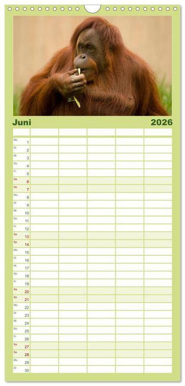 Produktbild: Familienplaner 2026 - Orang-Utans mit 5 Spalten (Wandkalender, 21 x 45 cm) CALVENDO