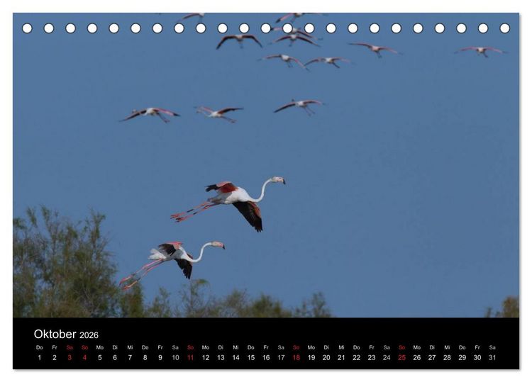 Produktbild: Flamingos der Camargue 2026 (Tischkalender 2026 DIN A5 quer), CALVENDO Monatskalender