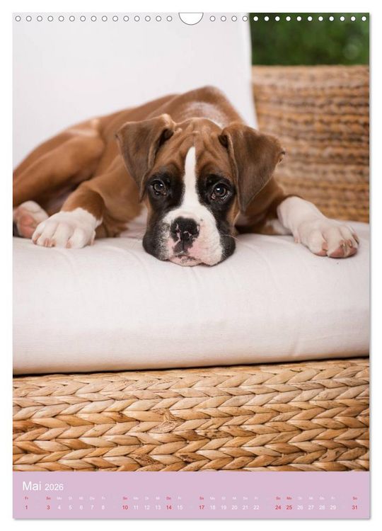 Produktbild: Tierkinder Hunde und Katzen (Wandkalender 2026 DIN A3 hoch), CALVENDO Monatskalender