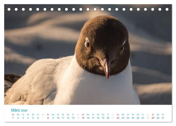 Produktbild: Der Dar&szlig; Kalender CH-Version (Tischkalender 2026 DIN A5 quer), CALVENDO Monatskalender