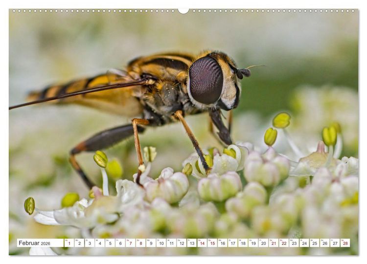 Produktbild: Ungeliebte Sch&ouml;nheiten - die faszinierende Welt unserer heimischen Fliegen (Wandkalender 2026 DIN A2 quer), CALVENDO Monatskalender