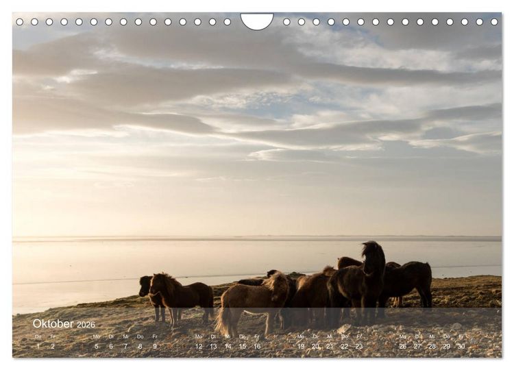 Produktbild: Islandpferde - Der T&ouml;lt Kalender (Wandkalender 2026 DIN A4 quer), CALVENDO Monatskalender