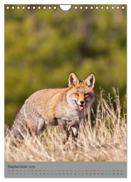Produktbild: Wildlife of Spain (Wall Calendar 2026 DIN A4 portrait), CALVENDO 12 Month Wall Calendar