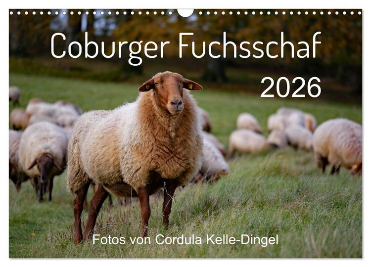 Produktbild: Coburger Fuchsschaf (Wandkalender 2026 DIN A3 quer), CALVENDO Monatskalender