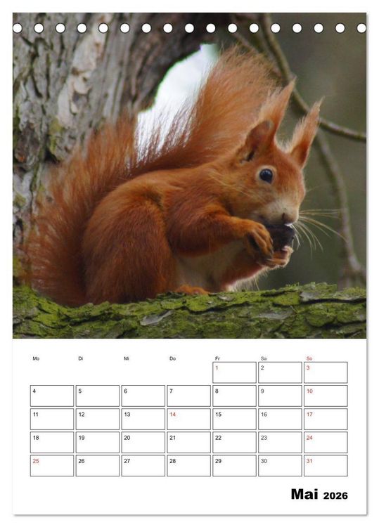 Produktbild: Niedliche Eichh&ouml;rnchen (Tischkalender 2026 DIN A5 hoch), CALVENDO Monatskalender