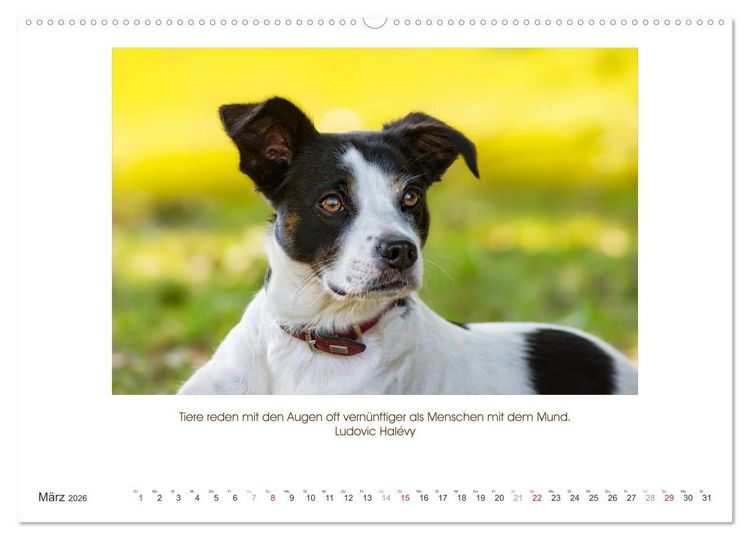 Produktbild: Der Tierkalender mit Zitaten, Weisheiten und Spr&uuml;chen (Wandkalender 2026 DIN A2 quer), CALVENDO Monatskalender
