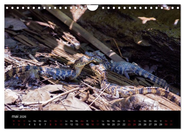 Produktbild: Costa Rica Paradis de la Biodiversit&eacute; (Calendrier mural 2026 DIN A4 vertical), CALVENDO calendrier mensuel