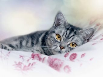 Produktbild: CALVENDO Puzzle Britisch Kurzhaar - Katzen zum Verlieben | 1000 Teile Lege-Gr&ouml;&szlig;e 64 &times; 48 cm Foto-Puzzle f&uuml;r gl&uuml;ckliche Stunden