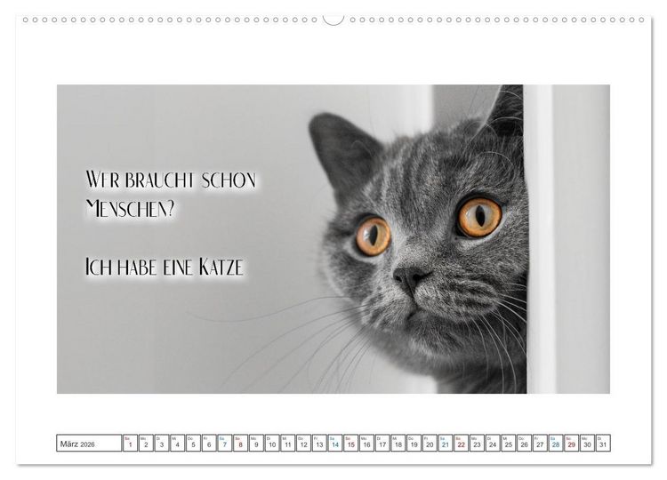 Produktbild: Katzenpower (hochwertiger Premium Wandkalender 2026 DIN A2 quer), Kunstdruck in Hochglanz
