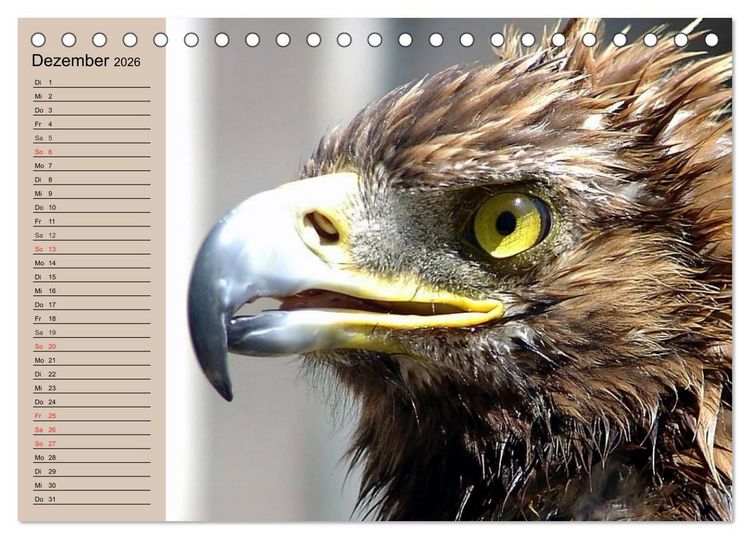 Produktbild: Der Steinadler. Majest&auml;tischer Greifvogel (Tischkalender 2026 DIN A5 quer), CALVENDO Monatskalender