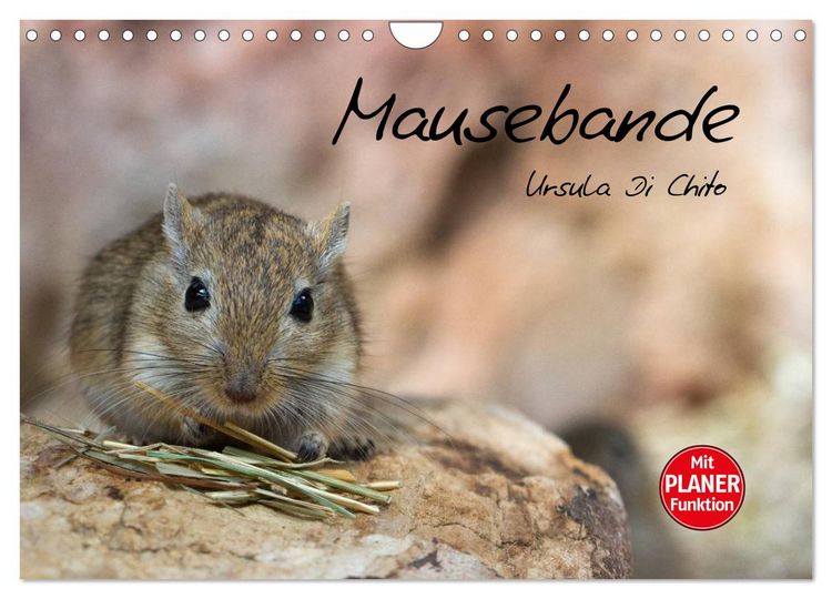 Produktbild: Mausebande (Wandkalender 2026 DIN A4 quer), CALVENDO Monatskalender