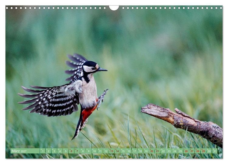 Produktbild: Buntspechte im Flug (Wandkalender 2027 DIN A3 quer), CALVENDO Monatskalender