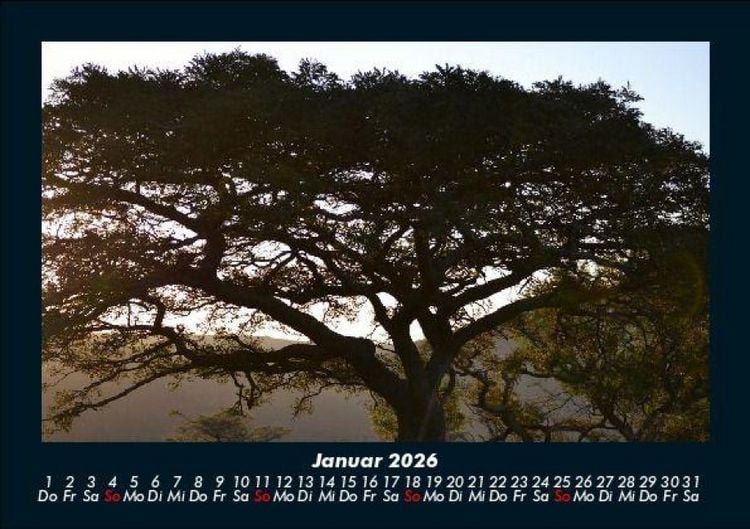 Produktbild: B&auml;ume 2026 Fotokalender DIN A5