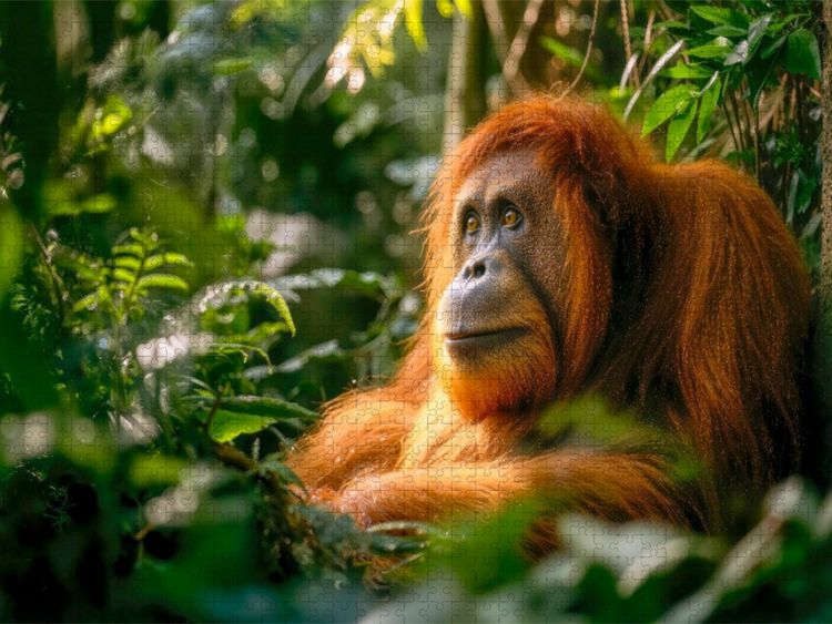 Produktbild: CALVENDO Puzzle Welch ein ber&uuml;hrender Anblick | 1000 Teile Lege-Gr&ouml;&szlig;e 64x48cm Foto-Puzzle f&uuml;r gl&uuml;ckliche Stunden