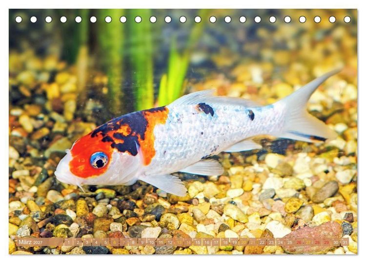 Produktbild: Koi: Juwelen im Teich (Tischkalender 2027 DIN A5 quer), CALVENDO Monatskalender