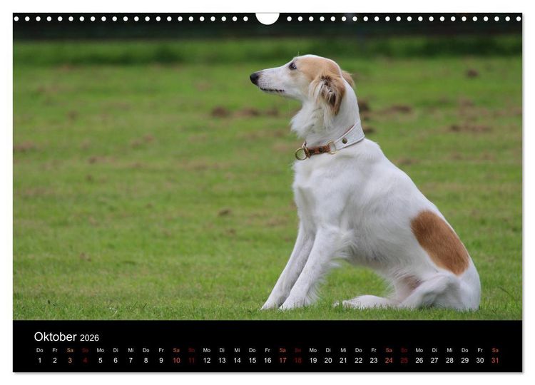 Produktbild: Der Silken Windsprite - ein Seelenhund (Wandkalender 2026 DIN A3 quer), CALVENDO Monatskalender