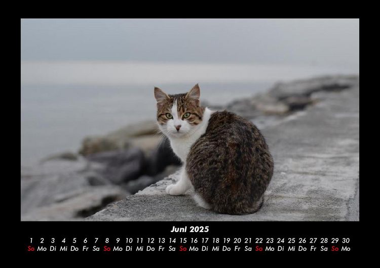 Produktbild: Katzen 2025 Fotokalender DIN A3