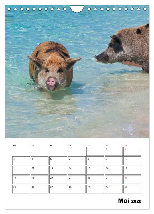 Produktbild: Schweine auf den Bahamas! (Wandkalender 2026 DIN A4 hoch), CALVENDO Monatskalender