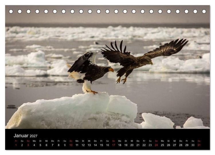 Produktbild: Seeadler - K&ouml;nige der L&uuml;fte (Tischkalender 2027 DIN A5 quer), CALVENDO Monatskalender