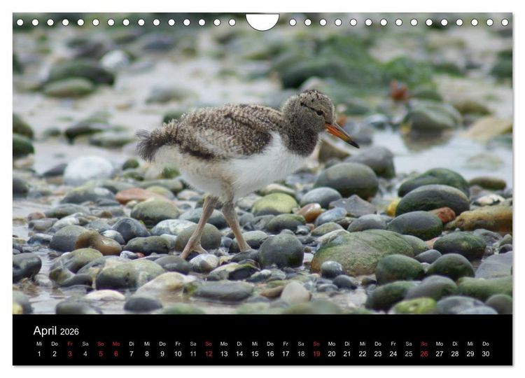Produktbild: Hochseeeinsel Helgoland (Wandkalender 2026 DIN A4 quer), CALVENDO Monatskalender