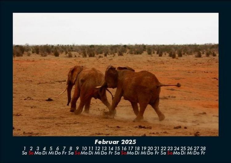 Produktbild: Elefanten - Die sanften Riesen Afrikas 2025 Fotokalender DIN A5
