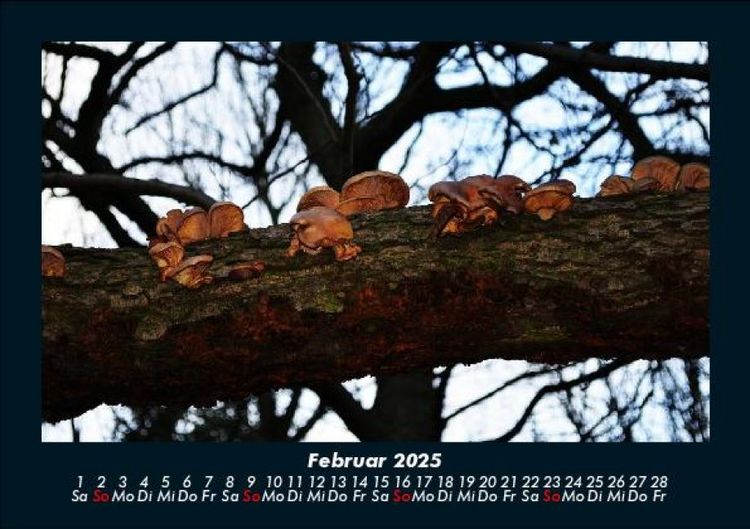 Produktbild: Pilzkalender 2025 Fotokalender DIN A5
