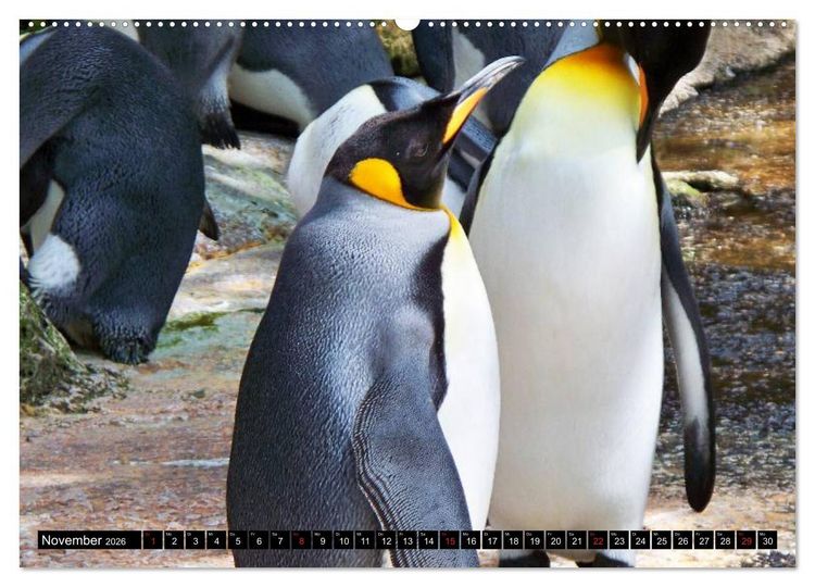 Produktbild: Pinguine - Watscheln im festlichen Kleid (Wandkalender 2026 DIN A2 quer), CALVENDO Monatskalender