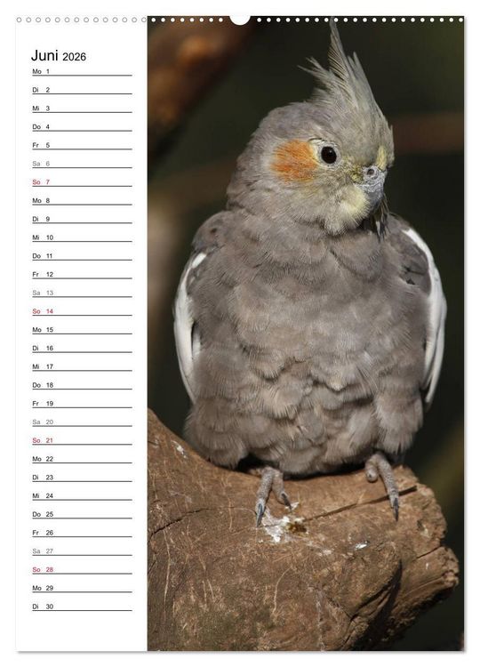 Produktbild: Der Nymphensittich-Terminplaner (Wandkalender 2026 DIN A2 hoch), CALVENDO Monatskalender