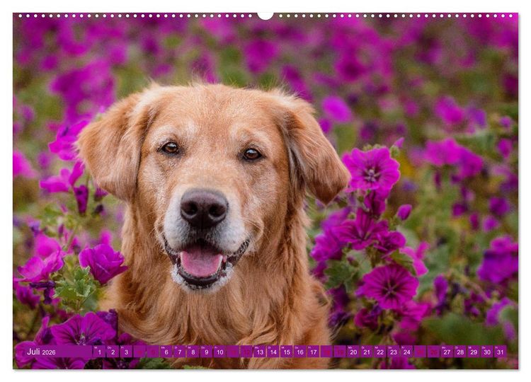Produktbild: Golden Retriever Hailey Fotokalender (hochwertiger Premium Wandkalender 2026 DIN A2 quer), Kunstdruck in Hochglanz