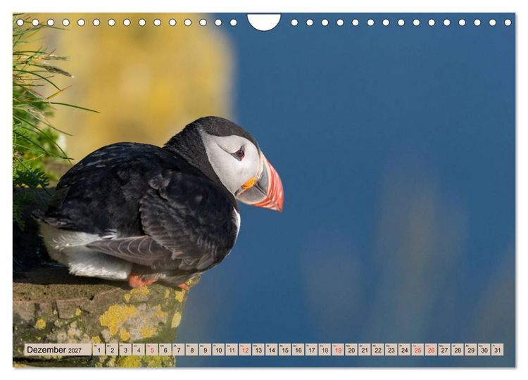 Produktbild: Papageitaucher - Puffins (Wandkalender 2027 DIN A4 quer), CALVENDO Monatskalender
