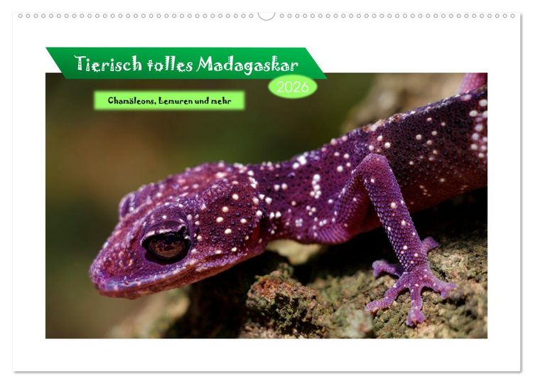 Produktbild: Tierisch tolles Madagaskar - Cham&auml;leons, Lemuren und mehr (Wandkalender 2026 DIN A2 quer), CALVENDO Monatskalender