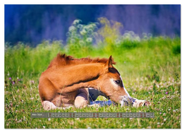 Produktbild: Die besonderen Haflinger-Pferde (Wandkalender 2026 DIN A3 quer), CALVENDO Monatskalender