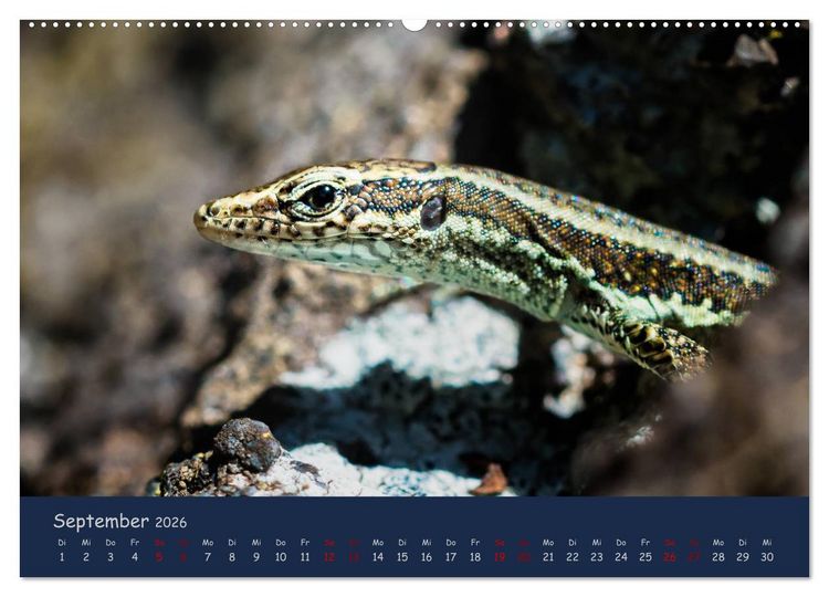 Produktbild: Naturwunder Madeira (hochwertiger Premium Wandkalender 2026 DIN A2 quer), Kunstdruck in Hochglanz