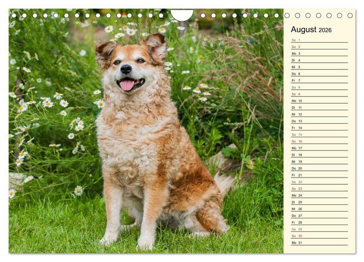 Produktbild: Altdeutsche H&uuml;tehunde - Fast vergessen (Wandkalender 2026 DIN A4 quer), CALVENDO Monatskalender
