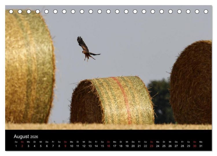 Produktbild: Wiesenweihen in Deutschland (Tischkalender 2026 DIN A5 quer), CALVENDO Monatskalender