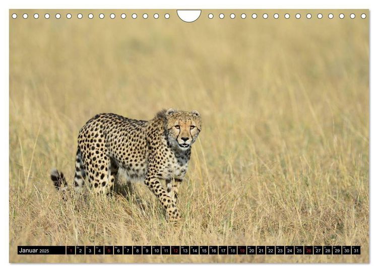 Grußkarte Mit Fotoeinsatz – Wilder Gepard Afrika Tiermotiv, Blanko Innen, 144x148 Mm
