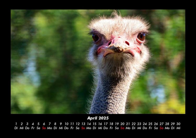Produktbild: Welt der V&ouml;gel 2025 Fotokalender DIN A3