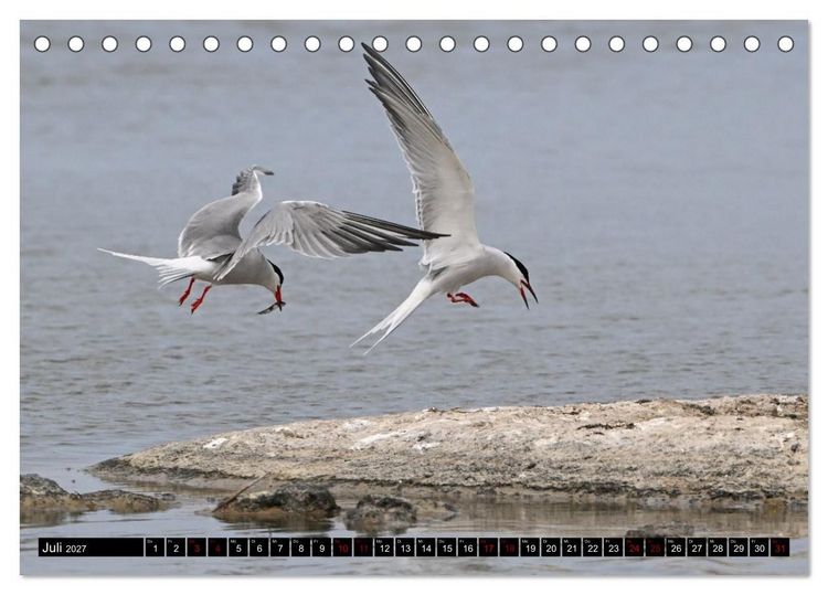 Produktbild: Mallorcas V&ouml;gel (Tischkalender 2027 DIN A5 quer), CALVENDO Monatskalender