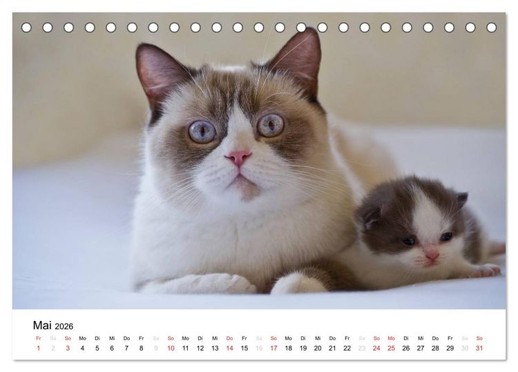 Produktbild: Briten B&auml;rchen &ndash; Britsch Kurzhaar 2026 (Tischkalender 2026 DIN A5 quer), CALVENDO Monatskalender