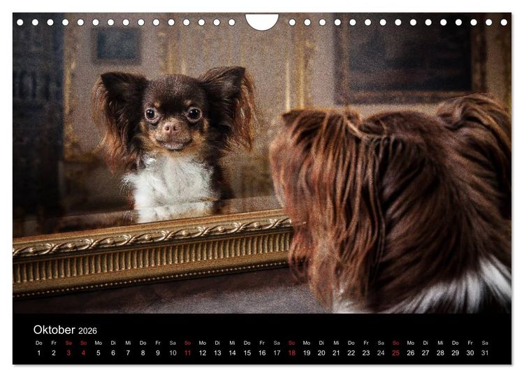 Produktbild: Chihuahuas - Cool and Cute (Wandkalender 2026 DIN A4 quer), CALVENDO Monatskalender